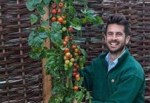 Độc đáo cây gốc khoai tây, ngọn cà chua