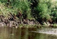 Bảo vệ hệ sinh thái rừng ngập mặn ở ĐBSCL Bảo vệ hệ sinh thái rừng ngập mặn ở ĐBSCL