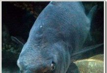 Những âm thanh bí ẩn của loài cá trong lòng đại dương Những âm thanh bí ẩn của loài cá trong lòng đại dương