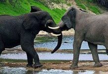 Những tác động khiến động vật "phát điên" và có thể giết người