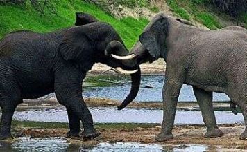 Những tác động khiến động vật "phát điên" và có thể giết người