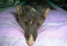 Phát hiện loài chồn mới tại Việt Nam