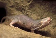 Những loài vật có khả năng "thành tinh" trên Trái đất