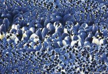 Bí mật của chim cánh cụt