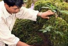 Bảo tồn và phát triển sâm Ngọc Linh tại Kon Tum