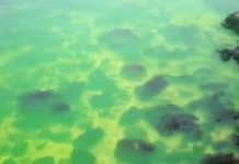 Biển Đen đổi màu xanh bất thường khiến người dân hoang mang