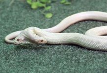 Bạch xà hai đầu chu du châu Âu