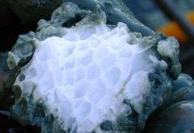 Dòng hải lưu ấm Gulf Stream đang giải phóng methane từ đáy biển