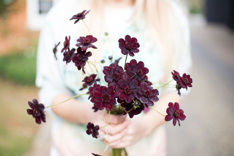 Chiêm ngưỡng vẻ đẹp của loài hoa đã tuyệt chủng ở môi trường tự nhiên