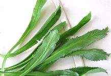 Kỹ thuật trồng cây mùi tàu trị bệnh trong chậu