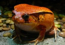 Phát hiện hai loài ếch bỏ qua giai đoạn nòng nọc ở Ecuador