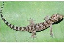 Khám phá loài thằn lằn chân ngón mới ở Việt Nam