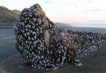"Quái vật Muriwai" phủ đầy hà dạt vào bờ biển New Zealand