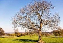 Anh tuyên chiến với "nấm sát thủ"