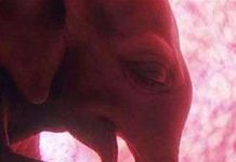 Hình ảnh bào thai động vật 3D đầu tiên