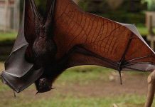 Loài dơi Indonesia đối mặt với nguy cơ tuyệt chủng Loài dơi Indonesia đối mặt với nguy cơ tuyệt chủng