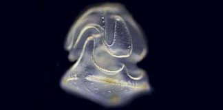 Phát hiện sinh vật lạ có đầu không có thân