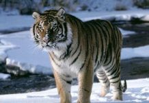 Hổ tìm thấy cả thiên đường lẫn địa ngục ở Ấn Độ