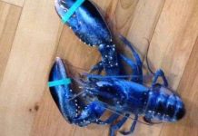 Tôm hùm xanh hiếm có sa lưới ở Mỹ