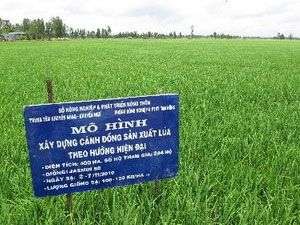 Đồng Tháp sử dụng hiệu quả bốn giống lúa chủ lực