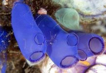 Các “dị nhân” trong tự nhiên Các “dị nhân” trong tự nhiên