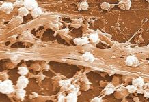 Vi khuẩn hóa ra cũng biết nói chuyện Vi khuẩn hóa ra cũng biết nói chuyện