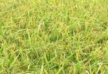 Brunei trồng thử nghiệm 10 giống lúa của Việt Nam