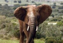 Nạn giết voi châu Phi vượt khỏi tầm kiểm soát Châu Phi có thể sạch bóng voi rừng