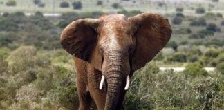 Châu Phi có thể sạch bóng voi rừng