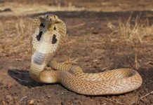 Cách phân biệt rắn độc và rắn không độc