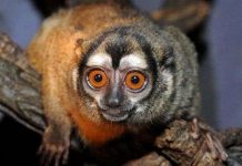 Giá đắt của những nàng khỉ có nhiều "chồng"