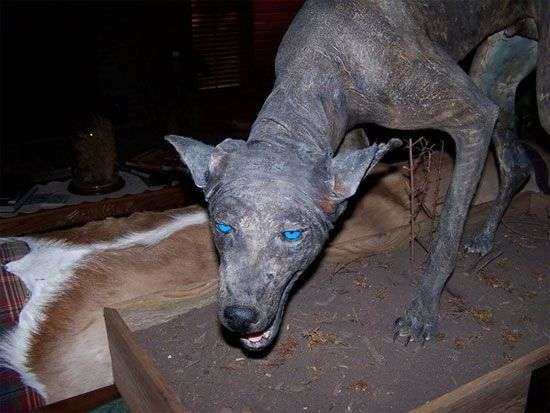 Sinh vật lạ mắt xanh, da bì được cho là quái vật Chupacabra huyền thoại