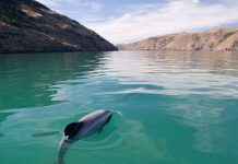 Cá heo nhỏ nhất bên bờ tuyệt chủng