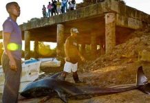 Sóng định vị khiến cá voi chết hàng loạt Sóng định vị khiến cá voi chết hàng loạt