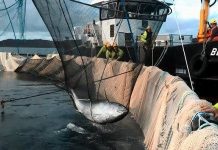 Cá ngừ ba tạ gây náo loạn ở trang trại cá hồi