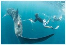 Cá mập voi – những “phi công chiến đấu” của biển cả Cá mập voi - những "phi công chiến đấu" của biển cả