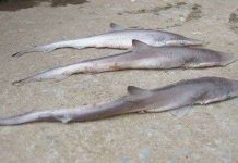 Thanh Hóa: Ngư dân bắt được 3 con cá mập gần bờ