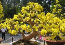 Kinh nghiệm cho hoa mai nở đúng Tết