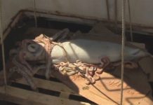 Mực khổng lồ dài 5,5 mét sa lưới tàu cá Ireland