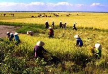 Tác động của biến đổi khí hậu trên vựa lúa: Không nên bi quan