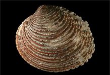 Chuyện kinh ngạc: Loài nghêu sống đến 450 tuổi Chuyện kinh ngạc: Loài nghêu sống đến 450 tuổi