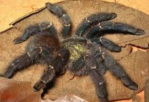 Phát hiện chín loài nhện lông sặc sỡ mới tại Brazil