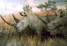 Hơn 152 loài động vật và thực vật quý hiếm đang có nguy cơ tuyệt chủng Hơn 152 loài động vật và thực vật quý hiếm đang có nguy cơ tuyệt chủng