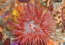 Phát hiện bộ động vật mới từng bị lầm tưởng là hải quỳ