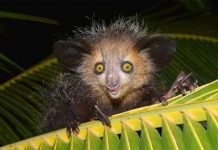 Đôi tay kỳ lạ của động vật Đôi tay kỳ lạ của động vật