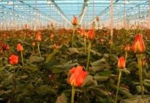 Kỹ thuật bảo quản khi cắt hoa