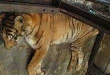 Động vật ở Vườn thú Indonesia đang lâm nguy