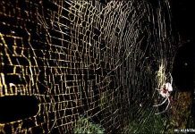 Nhện giăng tơ khổng lồ