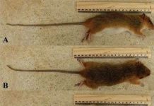 Loài chuột cây mới được phát hiện ở Sơn La Loài chuột cây mới được phát hiện ở Sơn La