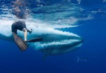 Ảnh cận cảnh cá voi ít được biết nhất thế giới